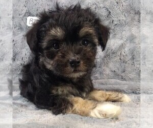 Maltipoo Litter for sale in MOMEYER, NC, USA