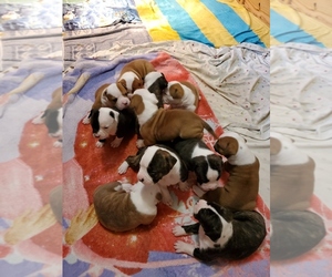 American Bulldog Litter for sale in MADISON, WI, USA