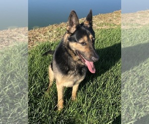 German Shepherd Dog Litter for sale in RICHMOND, IN, USA