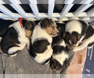 Wire Fox Terrier Litter for sale in COVINA, CA, USA
