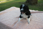 Small Photo #1 Aussiedoodle Puppy For Sale in COLUMBIA, KY, USA