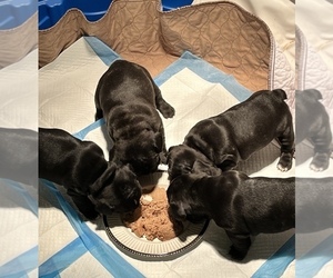 French Bulldog Litter for sale in ROCKFORD, IL, USA