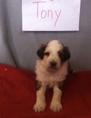 Aussiedoodle Litter for sale in LIBERTY, KY, USA