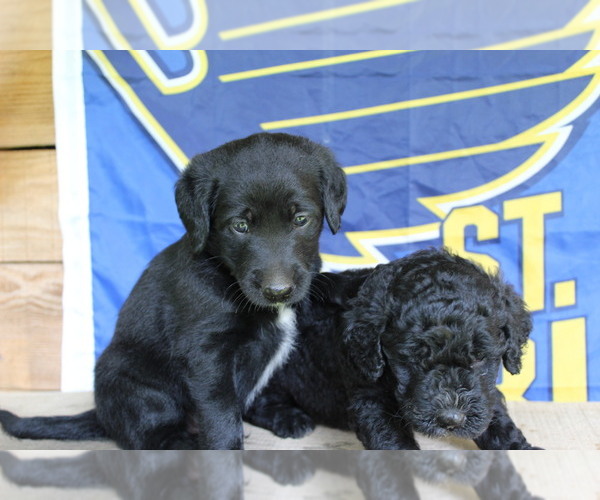 Medium Photo #1 Double Doodle Puppy For Sale in FREDERICKTOWN, MO, USA