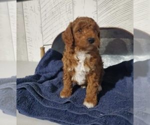 Poodle (Miniature) Litter for sale in SHIPSHEWANA, IN, USA
