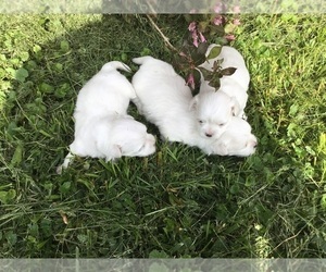 Maltese Litter for sale in FRANKTON, IN, USA