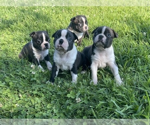 Boston Terrier Litter for sale in PR DU CHIEN, WI, USA