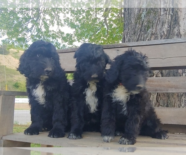 Medium Photo #1 Bordoodle Puppy For Sale in EZEL, KY, USA