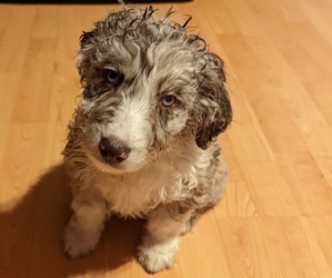 Medium Aussiedoodle