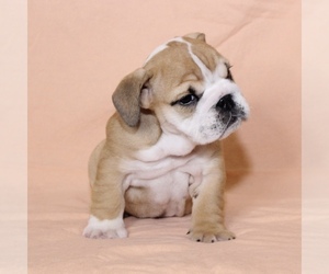 English Bulldog Litter for sale in LITTLE ELM, TX, USA