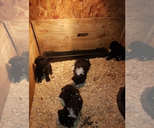 Aussiedoodle Litter for sale in DERBY, IA, USA