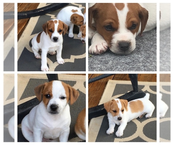 Medium Photo #1 Jack Russell Terrier Puppy For Sale in SEYMOUR, TN, USA