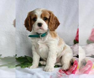 Cavalier King Charles Spaniel Litter for sale in CANANDAIGUA, NY, USA