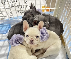 French Bulldog Litter for sale in BROOKSHIRE, TX, USA