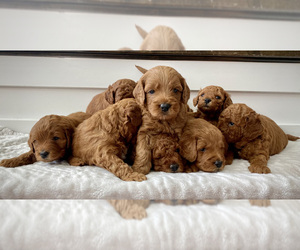 Golden Retriever-Poodle (Toy) Mix Litter for sale in LAYTON, UT, USA