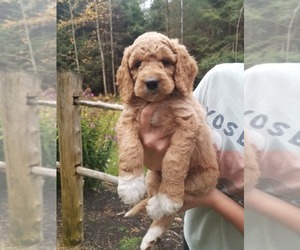 Goldendoodle Litter for sale in LOWVILLE, NY, USA