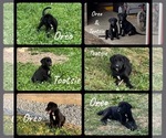 Small Bernese Mountain Dog-Labrador Retriever Mix