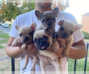 French Bulldog Litter for sale in PARLIN, NJ, USA