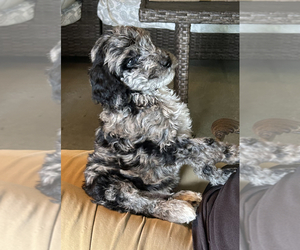 Poodle (Standard) Litter for sale in HARLAN, KY, USA