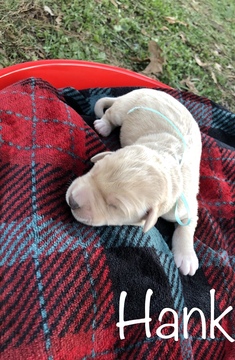 Medium Photo #1 Labradoodle Puppy For Sale in TALKING ROCK, GA, USA
