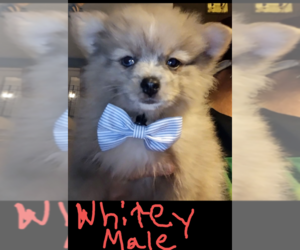 Pomeranian Litter for sale in FAIRVIEW HEIGHTS, IL, USA