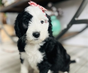 Sheepadoodle Litter for sale in HUNTINGTON BEACH, CA, USA