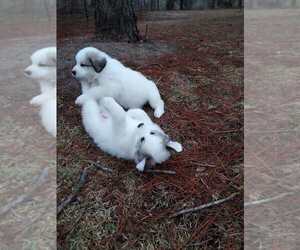 Great Pyrenees Litter for sale in REBECCA, GA, USA