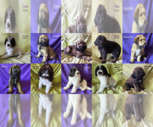 Bernedoodle Litter for sale in EAST WENATCHEE, WA, USA