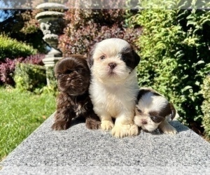 Medium Shih Tzu