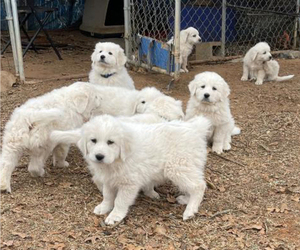 Great Pyrenees Litter for sale in MULLIN, TX, USA