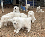Small Photo #1 Great Pyrenees Puppy For Sale in MULLIN, TX, USA