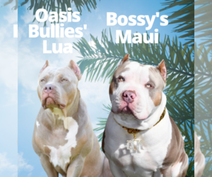 American Bully Litter for sale in DELTONA, FL, USA
