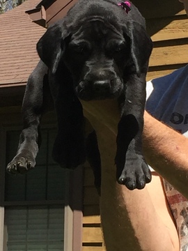 Medium Photo #1 Great Dane Puppy For Sale in GALAX, VA, USA