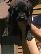 Small Photo #1 Great Dane Puppy For Sale in GALAX, VA, USA