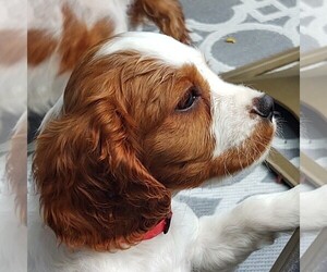 Cavalier King Charles Spaniel Litter for sale in CRANDON, WI, USA