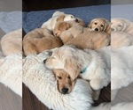 Small Photo #1 Golden Retriever Puppy For Sale in HOLYOKE, CO, USA