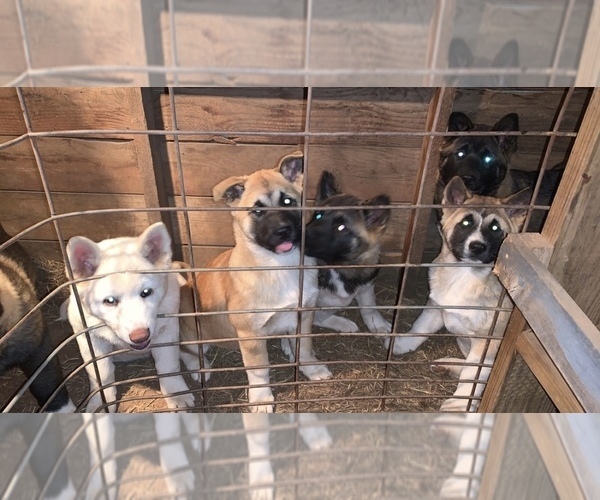 Medium Photo #1 Akita Puppy For Sale in STROUD, OK, USA