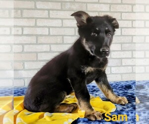 German Shepherd Dog Litter for sale in NAPPANEE, IN, USA