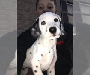 Dalmatian Litter for sale in MORROW, OH, USA
