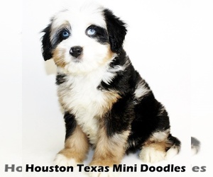 Miniature Australian Shepherd-Miniature Bernedoodle Mix Litter for sale in HOUSTON, TX, USA