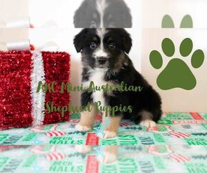 Miniature Australian Shepherd Litter for sale in MILLERSBURG, OH, USA