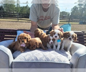 Cavalier King Charles Spaniel Litter for sale in STATE LINE, MS, USA