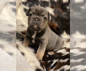 French Bulldog Litter for sale in GERBER, CA, USA