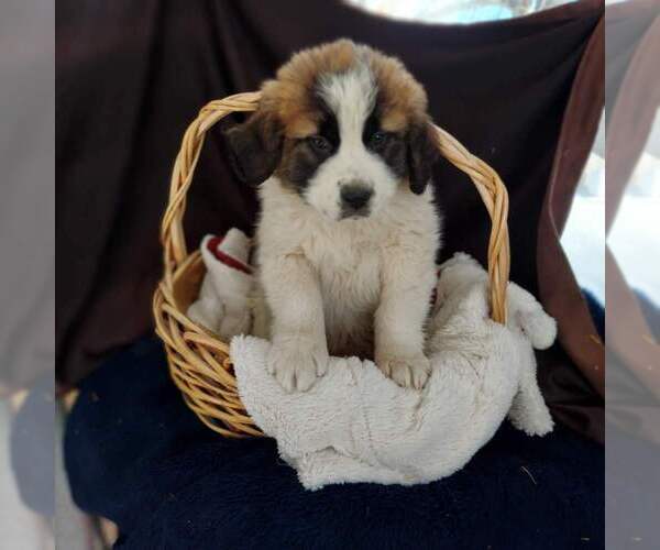 Medium Photo #1 Saint Bernard Puppy For Sale in FRYTOWN, IA, USA