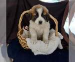 Small Photo #1 Saint Bernard Puppy For Sale in FRYTOWN, IA, USA