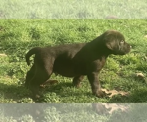 Labrador Retriever Litter for sale in FLORENCE, AL, USA
