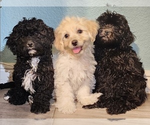 Cavachon-Poodle (Toy) Mix Litter for sale in BLUE MOUND, TX, USA