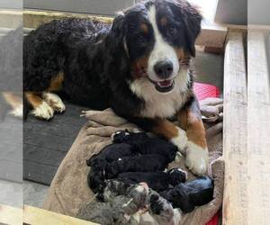 Miniature Bernedoodle Litter for sale in LINTON, IN, USA
