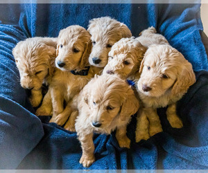 Goldendoodle Litter for sale in WAKARUSA, IN, USA
