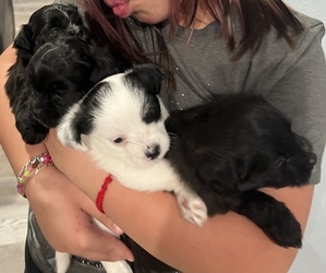 Maltipoo-Pom-Shi Mix Litter for sale in HOUSTON, TX, USA